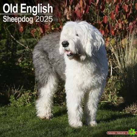 Old English Sheepdog Calendar 2025 Square Dog Breed Wall Calendar - 16 Month