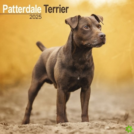 Patterdale Terrier Calendar 2025 Square Dog Breed Wall Calendar - 16 Month