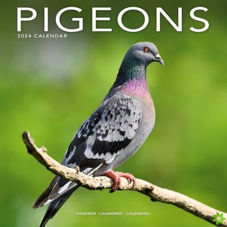 Pigeons Calendar 2024 Square Birds Wall Calendar - 16 Month