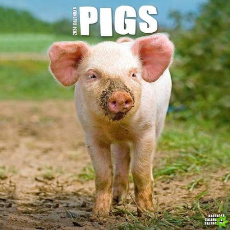 Pigs Calendar 2024  Square Farm Animal Wall Calendar - 16 Month