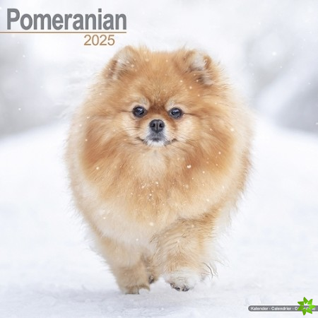 Pomeranian Calendar 2025 Square Dog Breed Wall Calendar - 16 Month