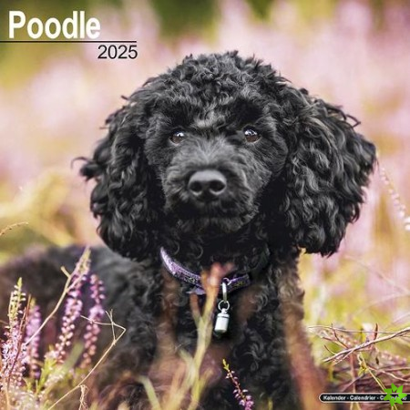 Poodle Calendar 2025 Square Dog Breed Wall Calendar - 16 Month