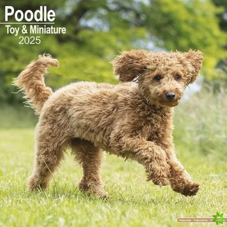 Poodle (Toy & Miniature) Calendar 2025 Square Dog Breed Wall Calendar - 16 Month
