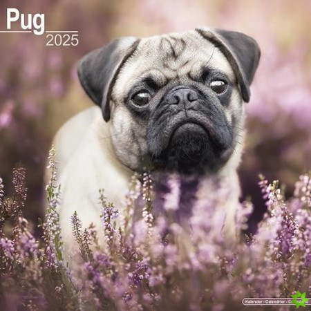 Pug Calendar 2025 Square Dog Breed Wall Calendar - 16 Month