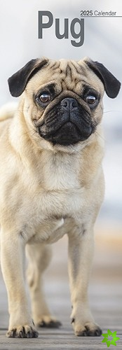 Pug Slim Calendar 2025 Dog Breed Slimline Calendar - 12 Month