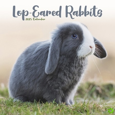 Rabbits - Lop Eared Calendar 2025 Square Animal Wall Calendar - 16 Month