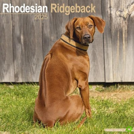 Rhodesian Ridgeback Calendar 2025 Square Dog Breed Wall Calendar - 16 Month