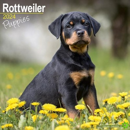 Rottweiler Puppies Calendar 2024  Square Dog Puppy Breed Wall Calendar - 16 Month
