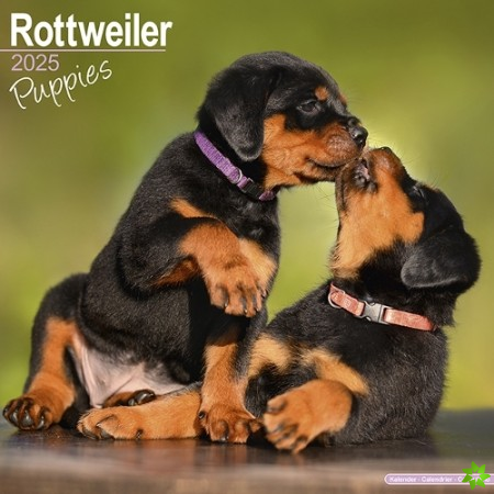 Rottweiler Puppies Calendar 2025 Square Dog Puppy Breed Wall Calendar - 16 Month