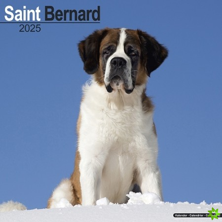 Saint Bernard Calendar 2025 Square Dog Breed Wall Calendar - 16 Month
