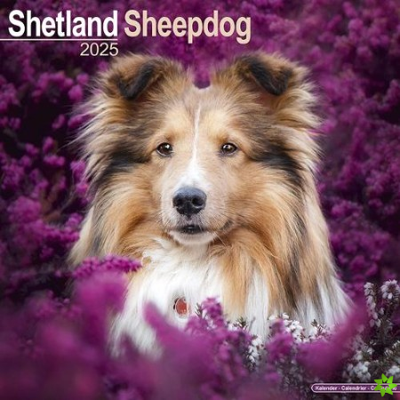 Shetland Sheepdog Calendar 2025 Square Dog Breed Wall Calendar - 16 Month