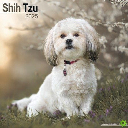 Shih Tzu Calendar 2025 Square Dog Breed Wall Calendar - 16 Month