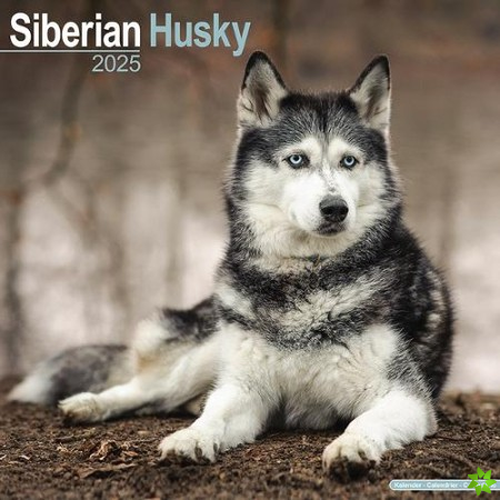 Siberian Husky Calendar 2025 Square Dog Breed Wall Calendar - 16 Month