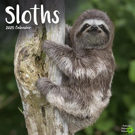 Sloths Calendar 2025 Square Animal Wall Calendar - 16 Month