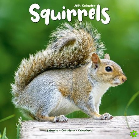 Squirrels Calendar 2024  Square Animal Wall Calendar - 16 Month