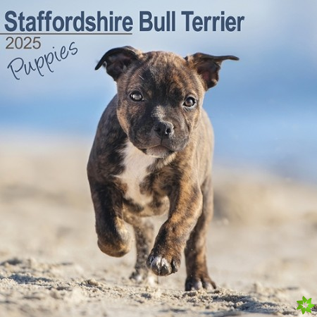 Staffordshire Bull Terrier Puppies Calendar 2025 Square Dog Puppy Breed Wall Calendar - 16 Month