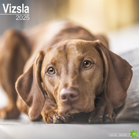 Vizsla Calendar 2025 Square Dog Breed Wall Calendar - 16 Month