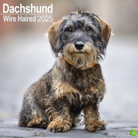 Wirehaired Dachshund Calendar 2025 Square Dog Breed Wall Calendar - 16 Month