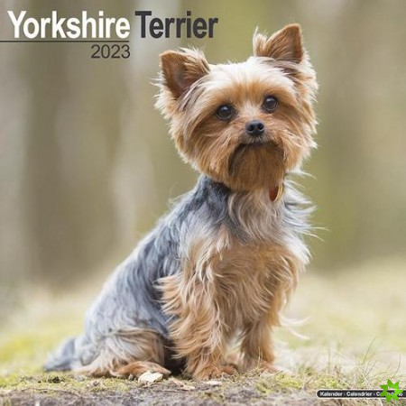 Yorkshire Terrier 2023 Wall Calendar