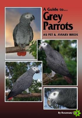 Grey Parrots as Pets and Aviary Birds