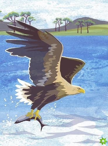Nature Notebook: Sea Eagle