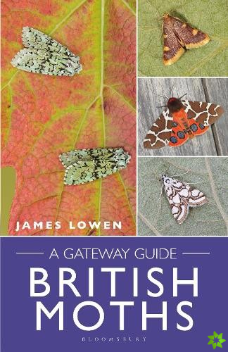 British Moths