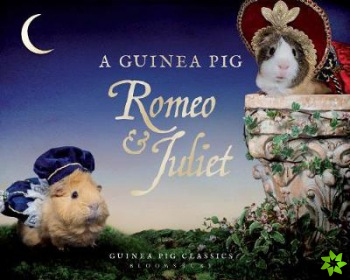 Guinea Pig Romeo & Juliet