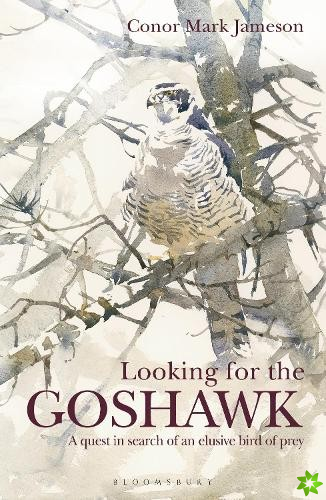 Looking for the Goshawk