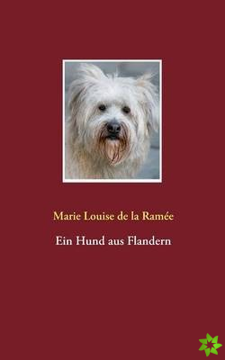 Hund aus Flandern