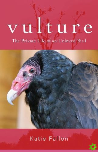Vulture  The Private Life of an Unloved Bird