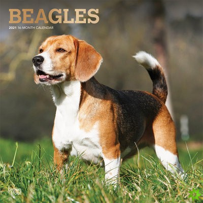 Beagles 2021 Square Foil Calendar