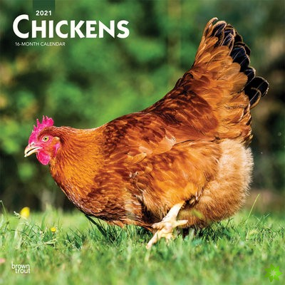 Chickens 2021 Square Calendar