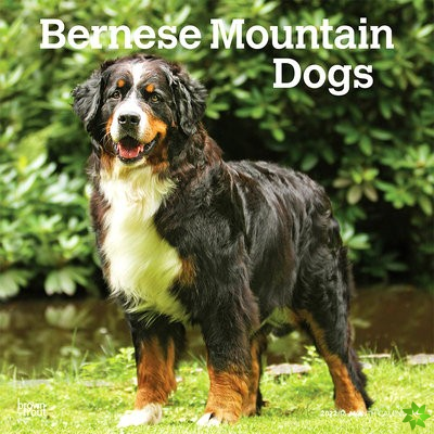 BERNESE MOUNTAIN DOGS 2022 SQUARE