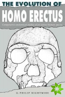 Evolution of Homo Erectus