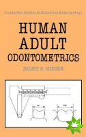 Human Adult Odontometrics