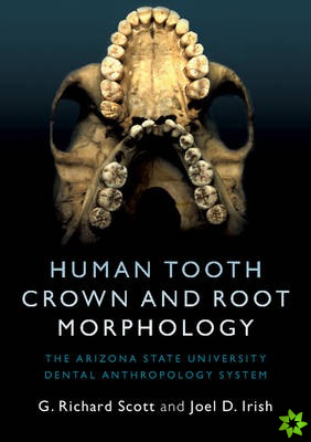 Human Tooth Crown and Root Morphology