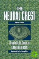 Neural Crest