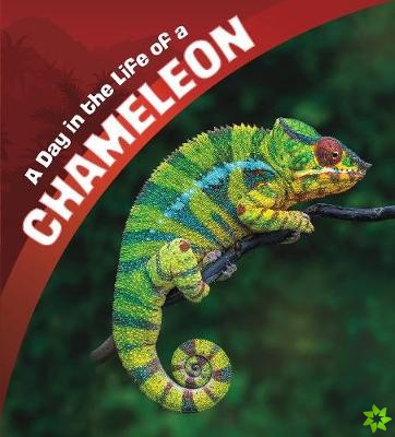 Day in the Life of a Chameleon