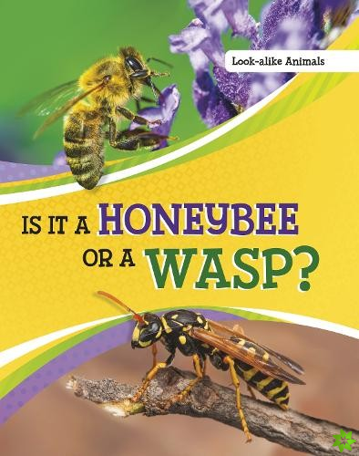 Is It a Honeybee or a Wasp?