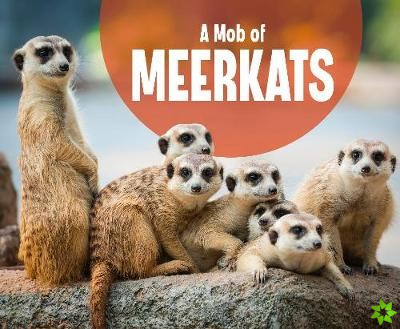 Mob of Meerkats
