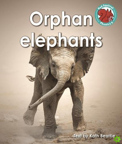 Orphan elephants