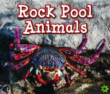 Rock Pool Animals