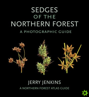 Sedges of the Northern Forest