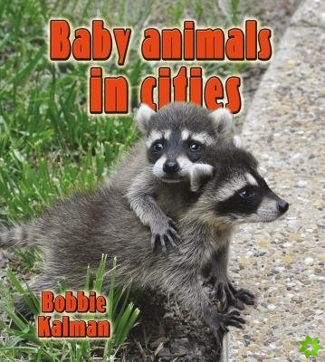 Baby Animals in Cities