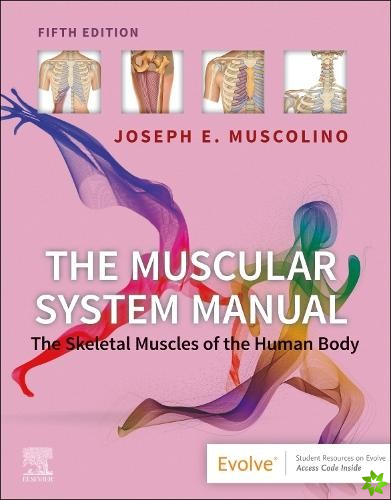 Muscular System Manual