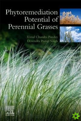Phytoremediation Potential of Perennial Grasses