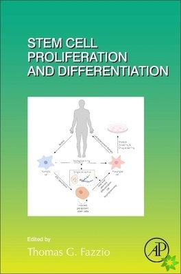 Stem Cell Proliferation and Differentiation