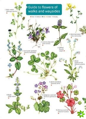 Guide to flowers of walks and waysides