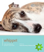 Whippet - Dog Expert