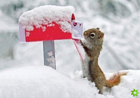Squirrel's Greetings Notecards